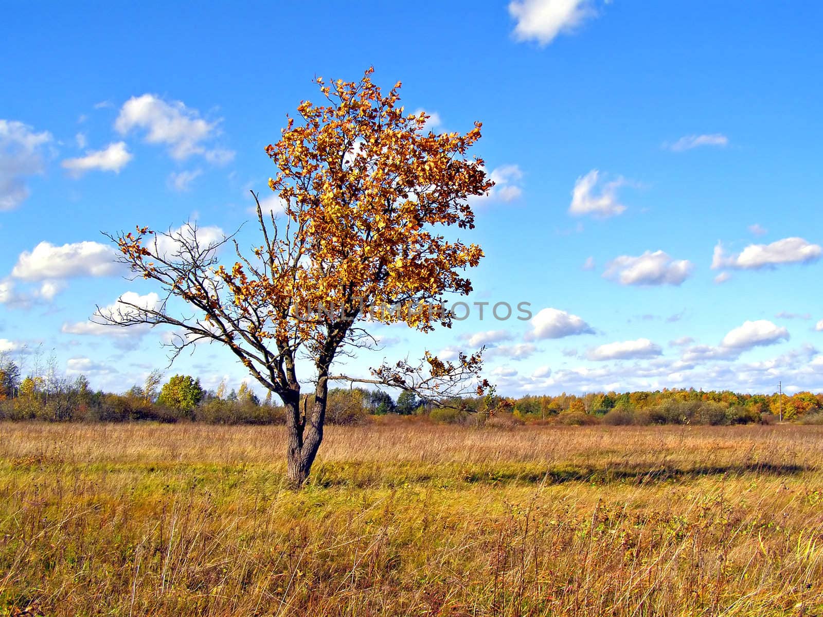 oak on field