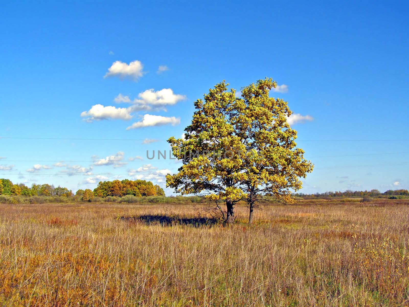 oak on field