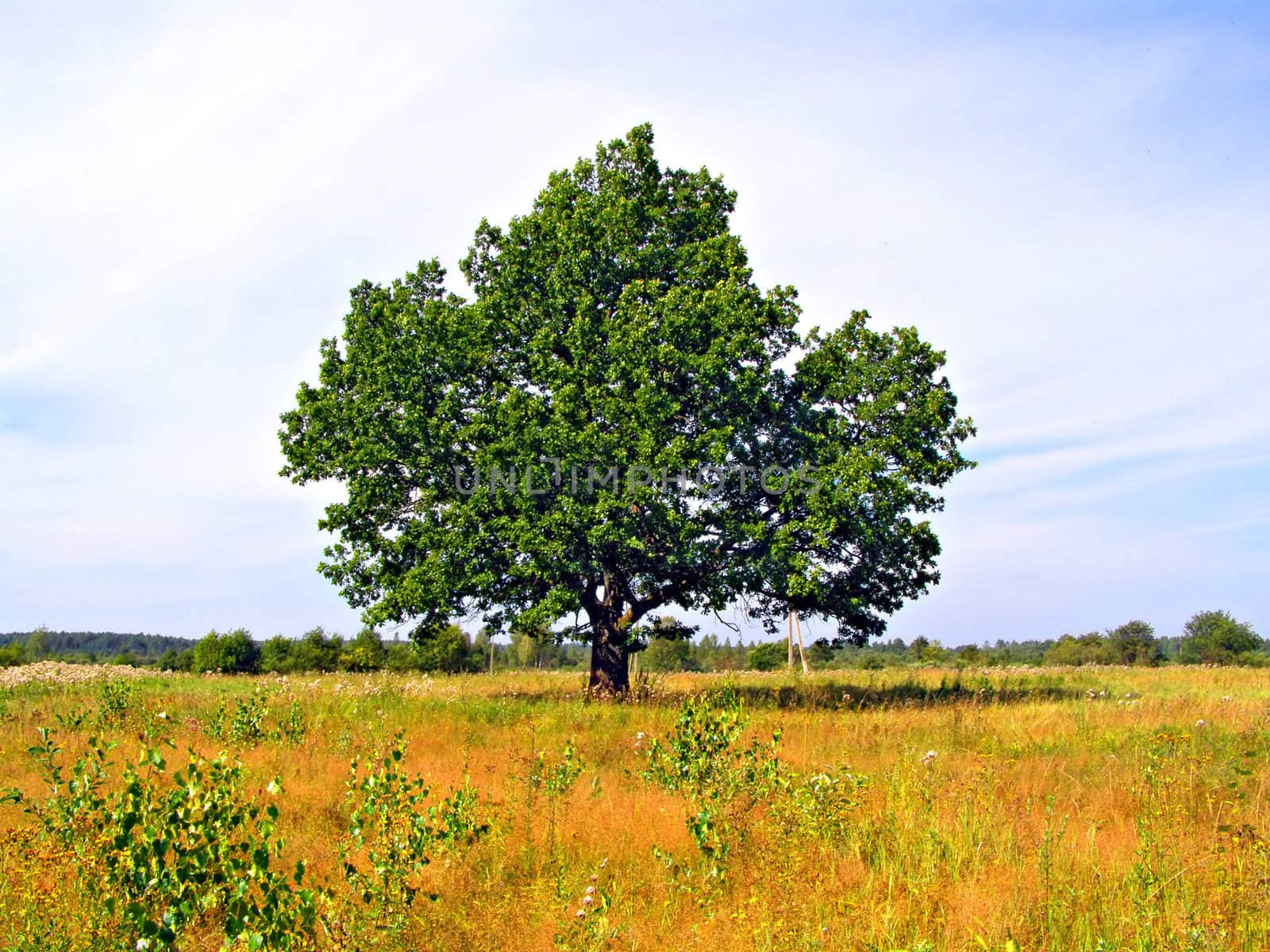 oak on field