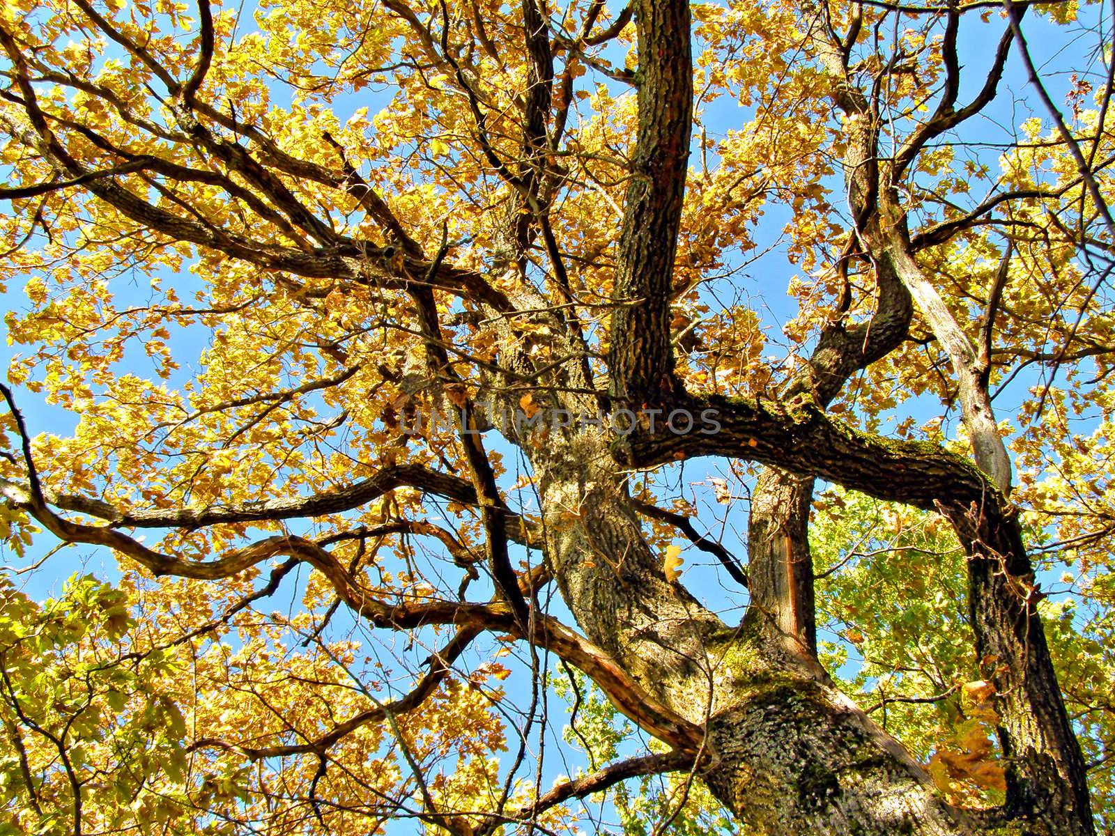 yellow sheet of the old oak