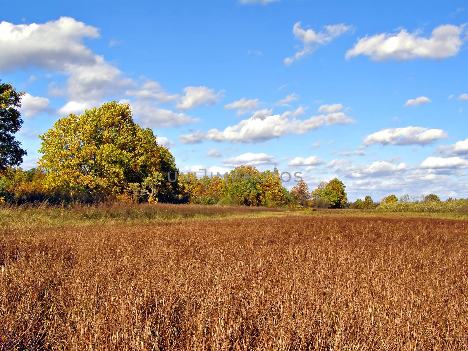 autumn wood on edge marsh