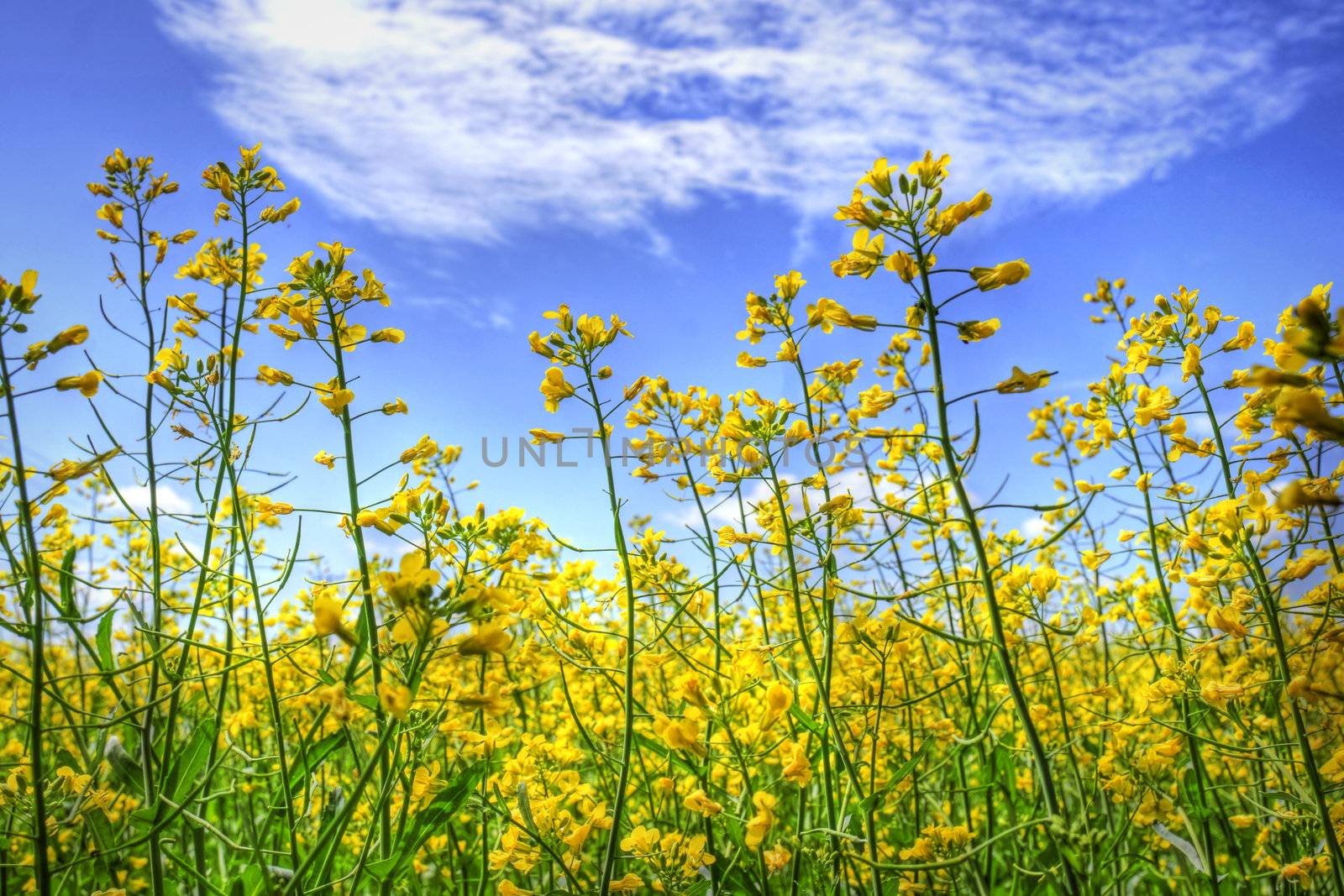 Golden canola and sky by Mirage3