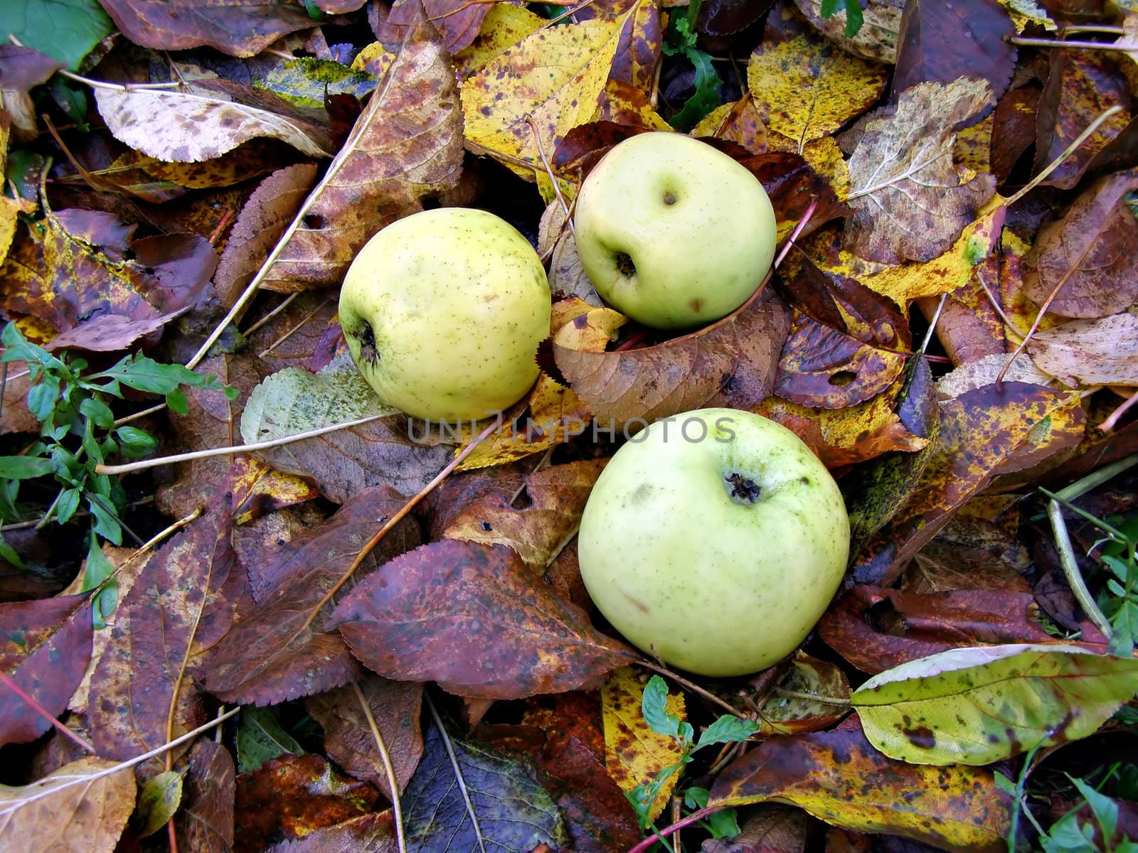 tumbled apple amongst autumn sheet