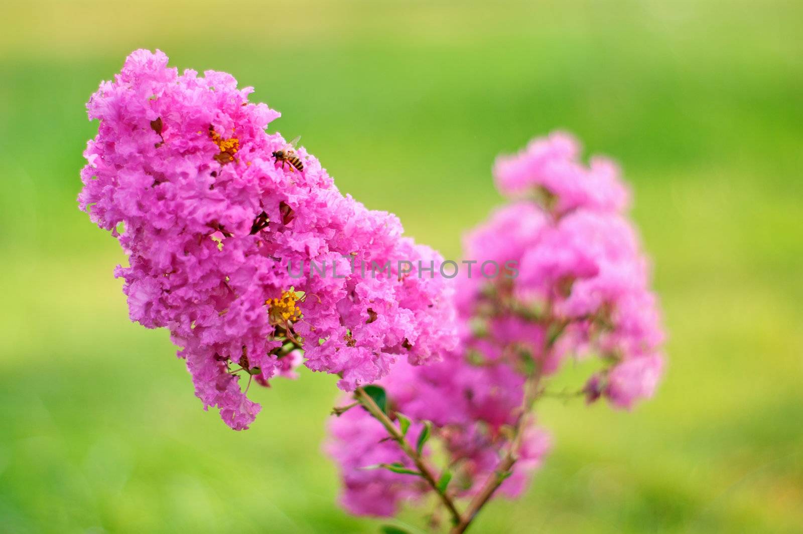 Crape myrtle flowers isolated on a green background