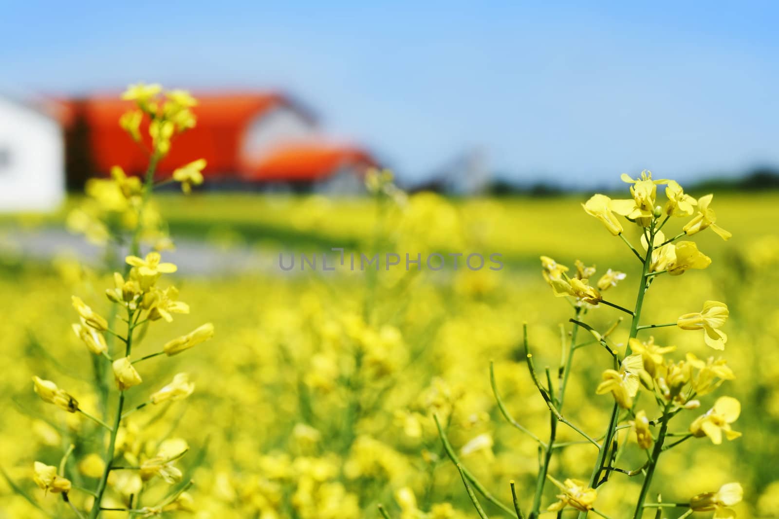 Beautiful field of canola, rapeseed or colza with yellow bloom with orange roof farm in the background, rural scene.