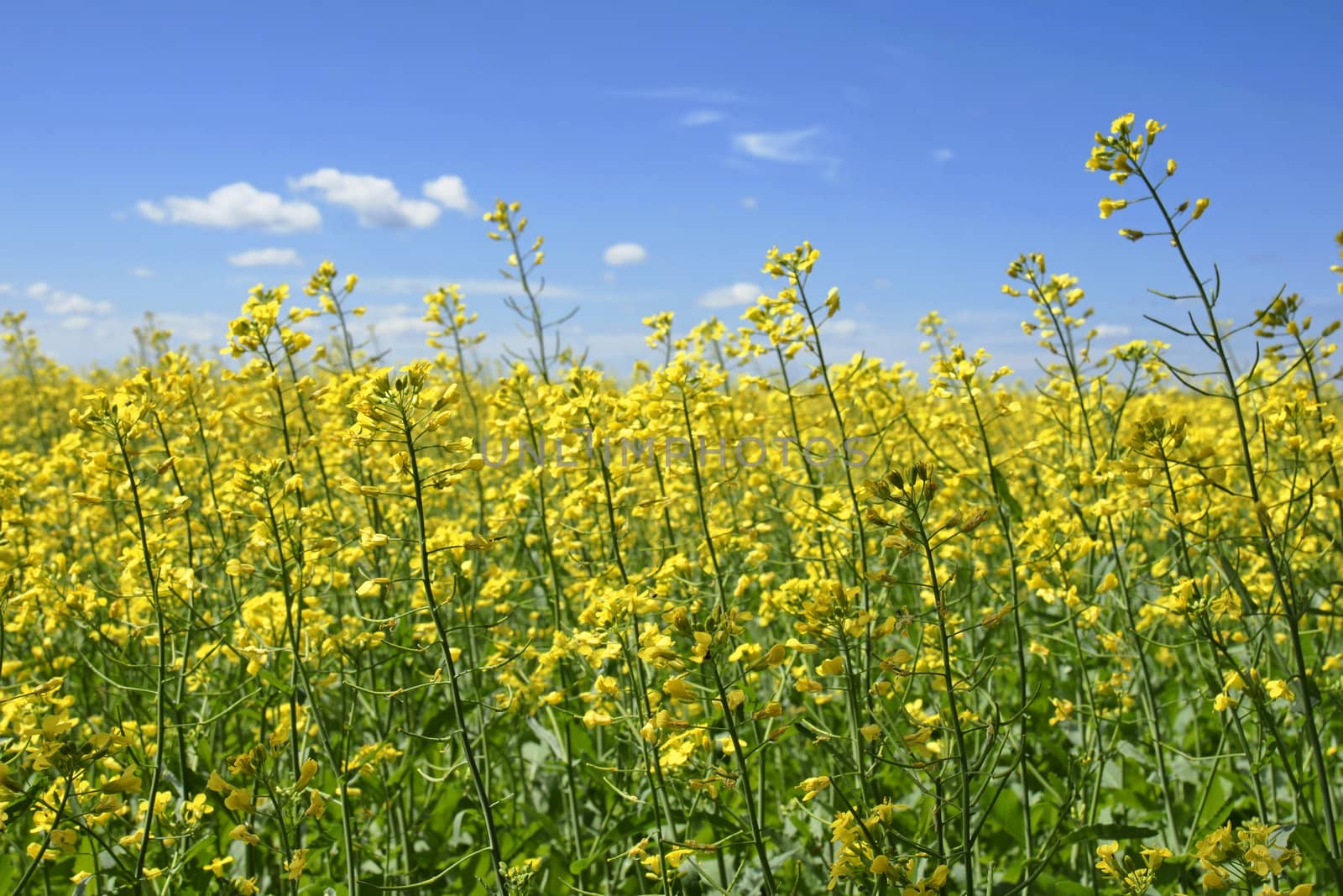 Beautiful field of canola, rapeseed or colza in yellow bloom on a sunny day, perfect rural scene or agriculture background.