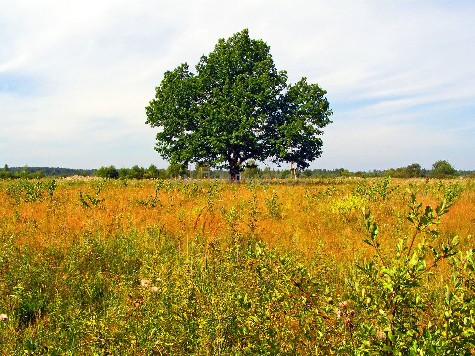 oak on field