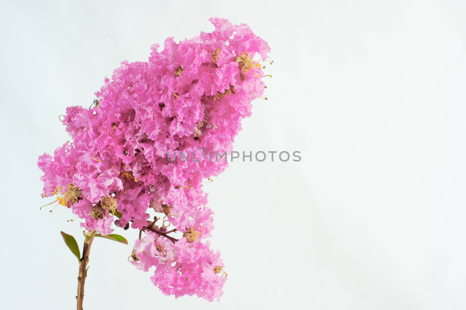 Crape myrtle flowers isolated on a white background