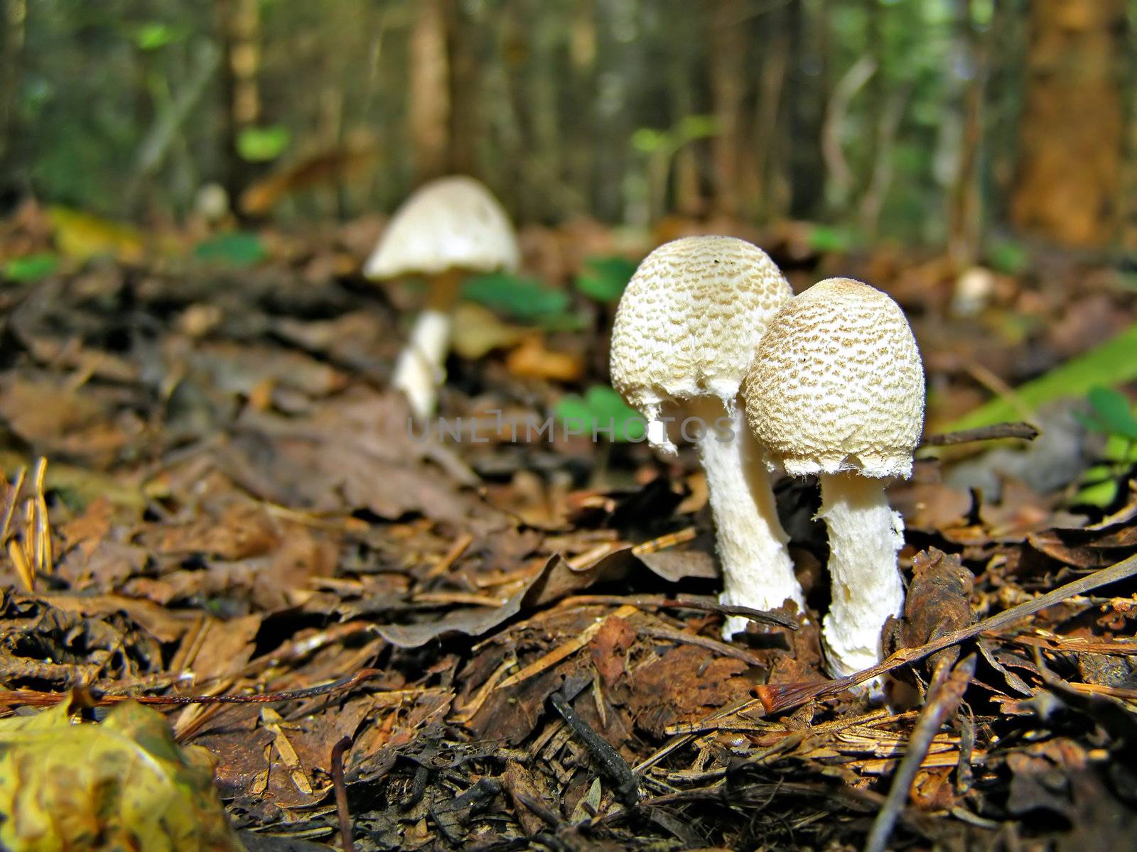 poisonous mushrooms in wood