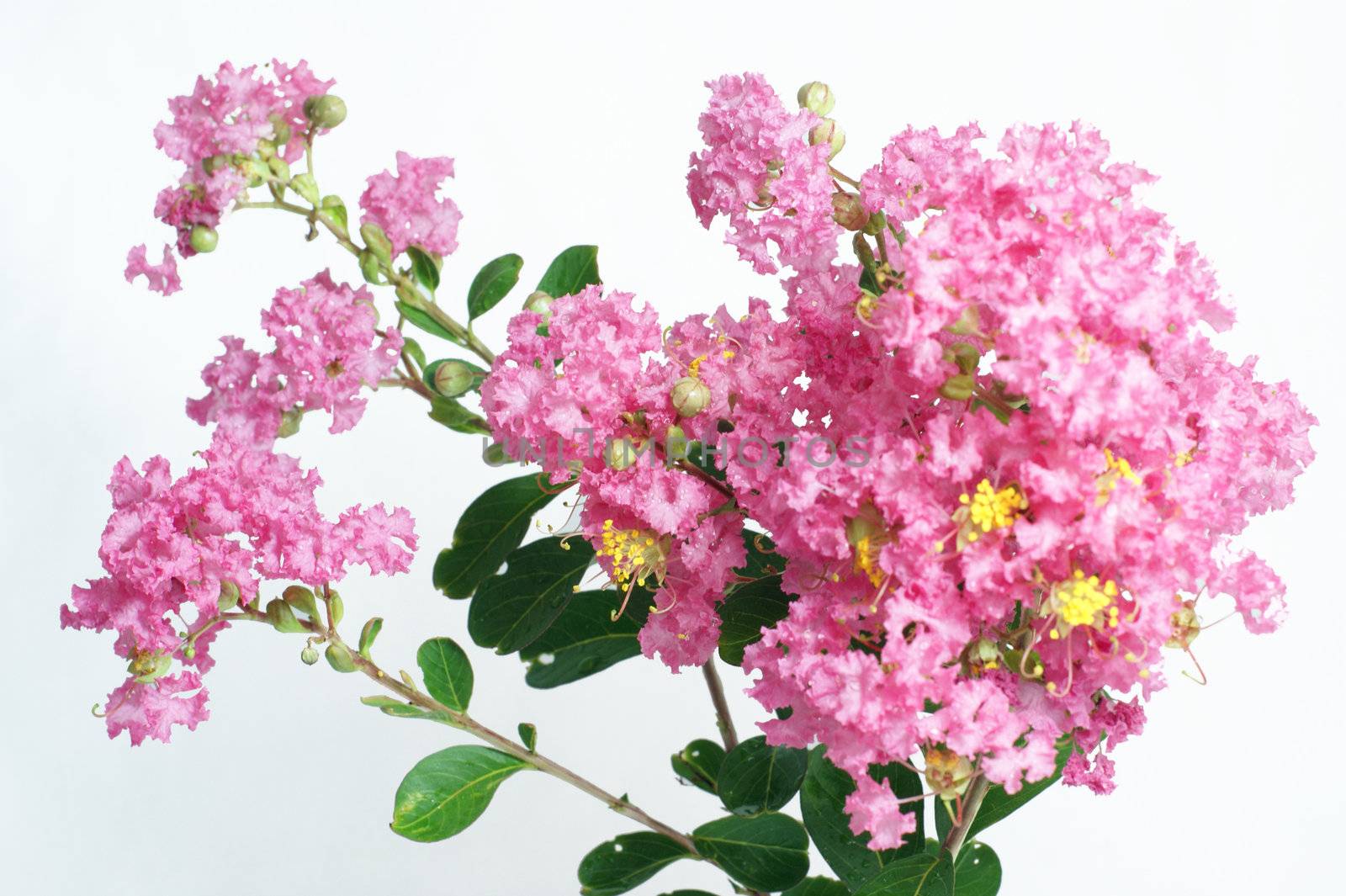 Crape myrtle flowers isolated on a white background