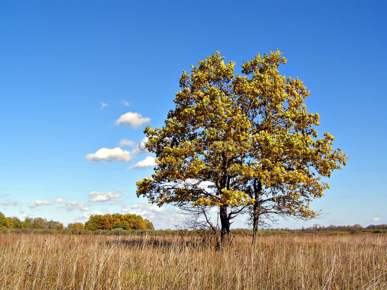 oak on field