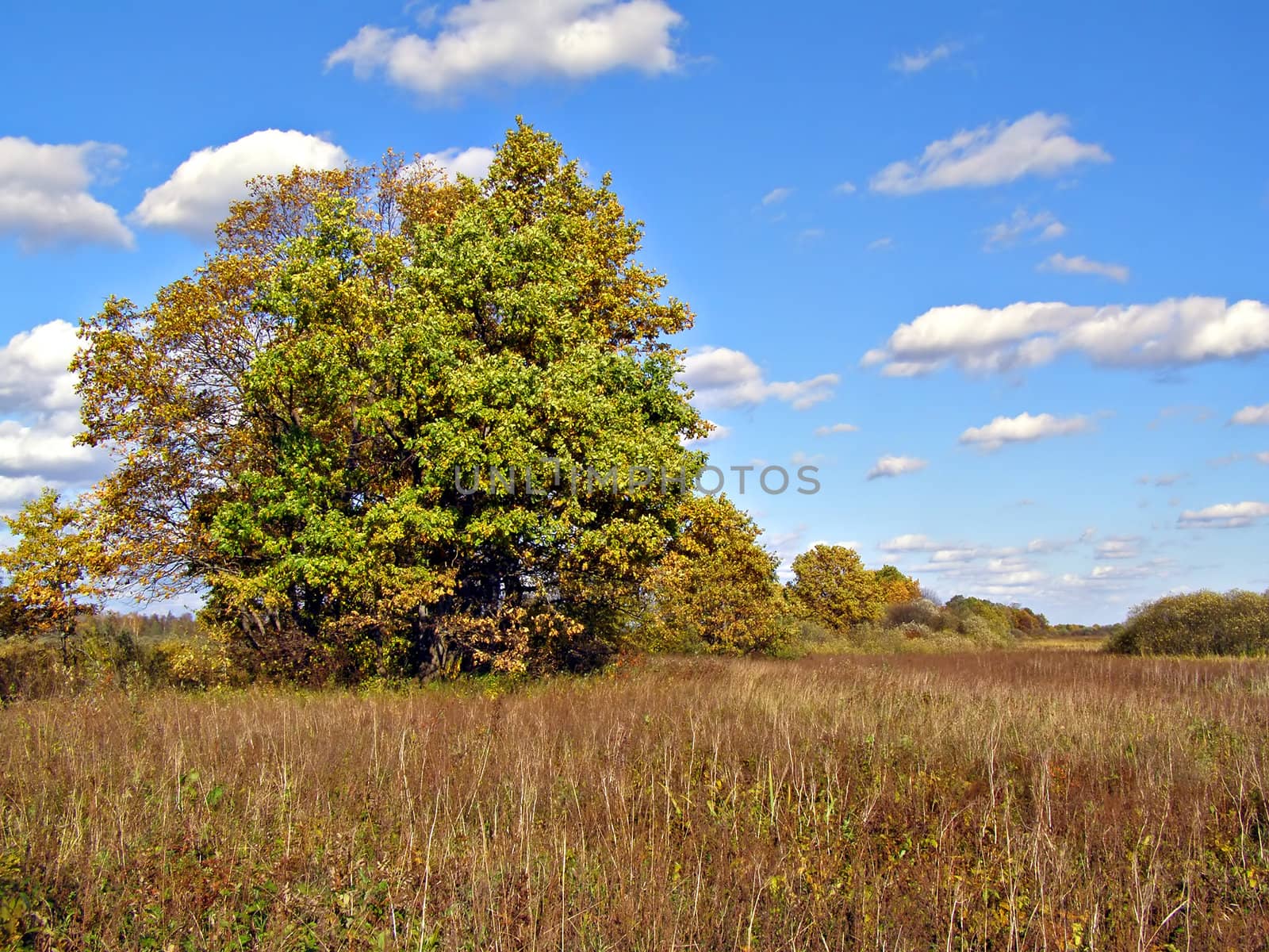 oak on field