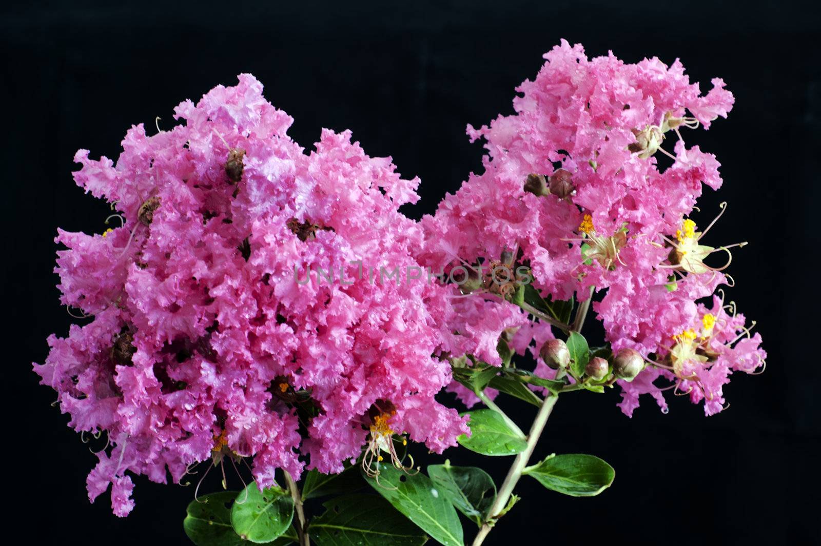 Crape myrtle flowers isolated on a black  background