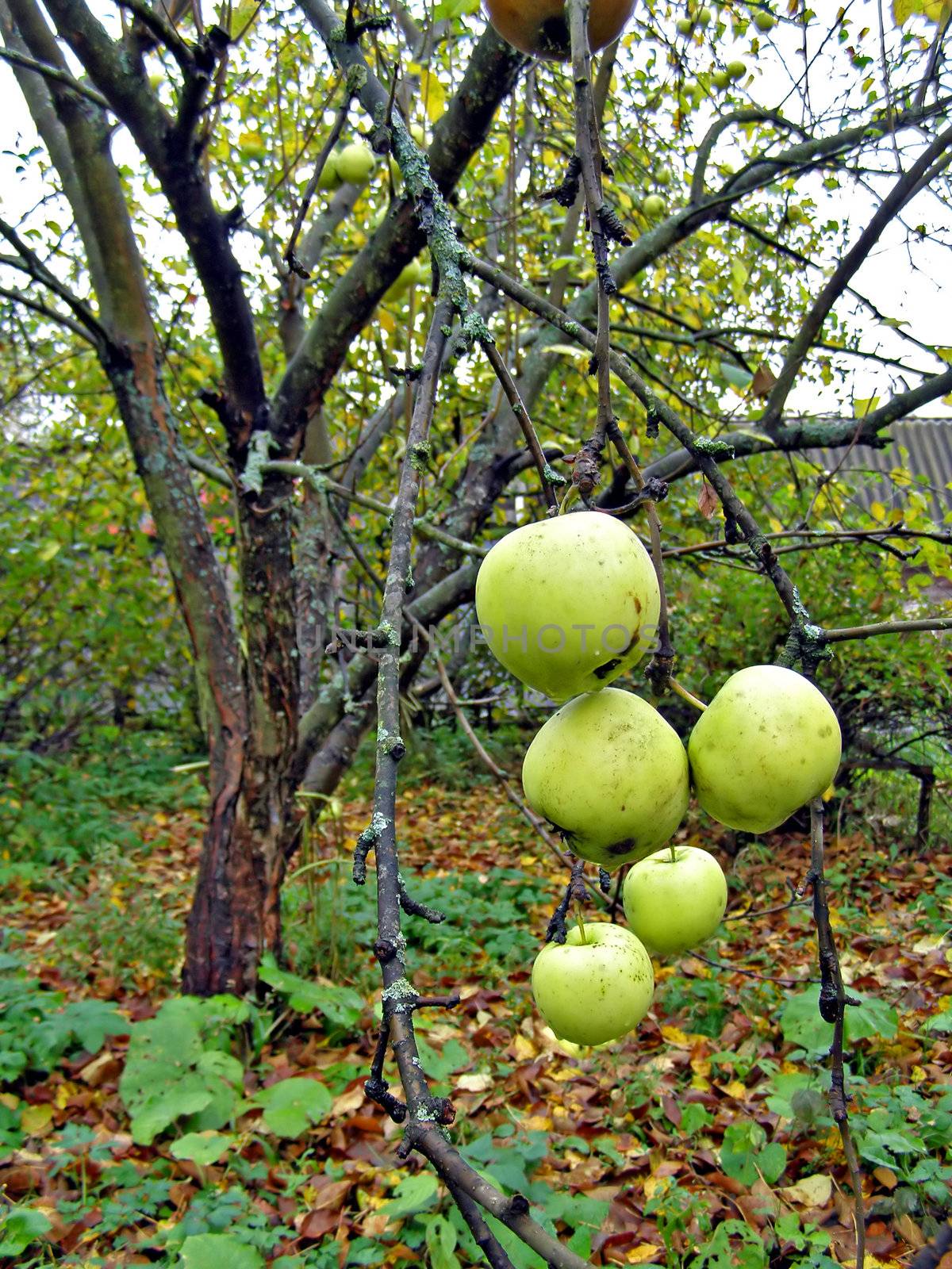 apple on branch of the aple trees