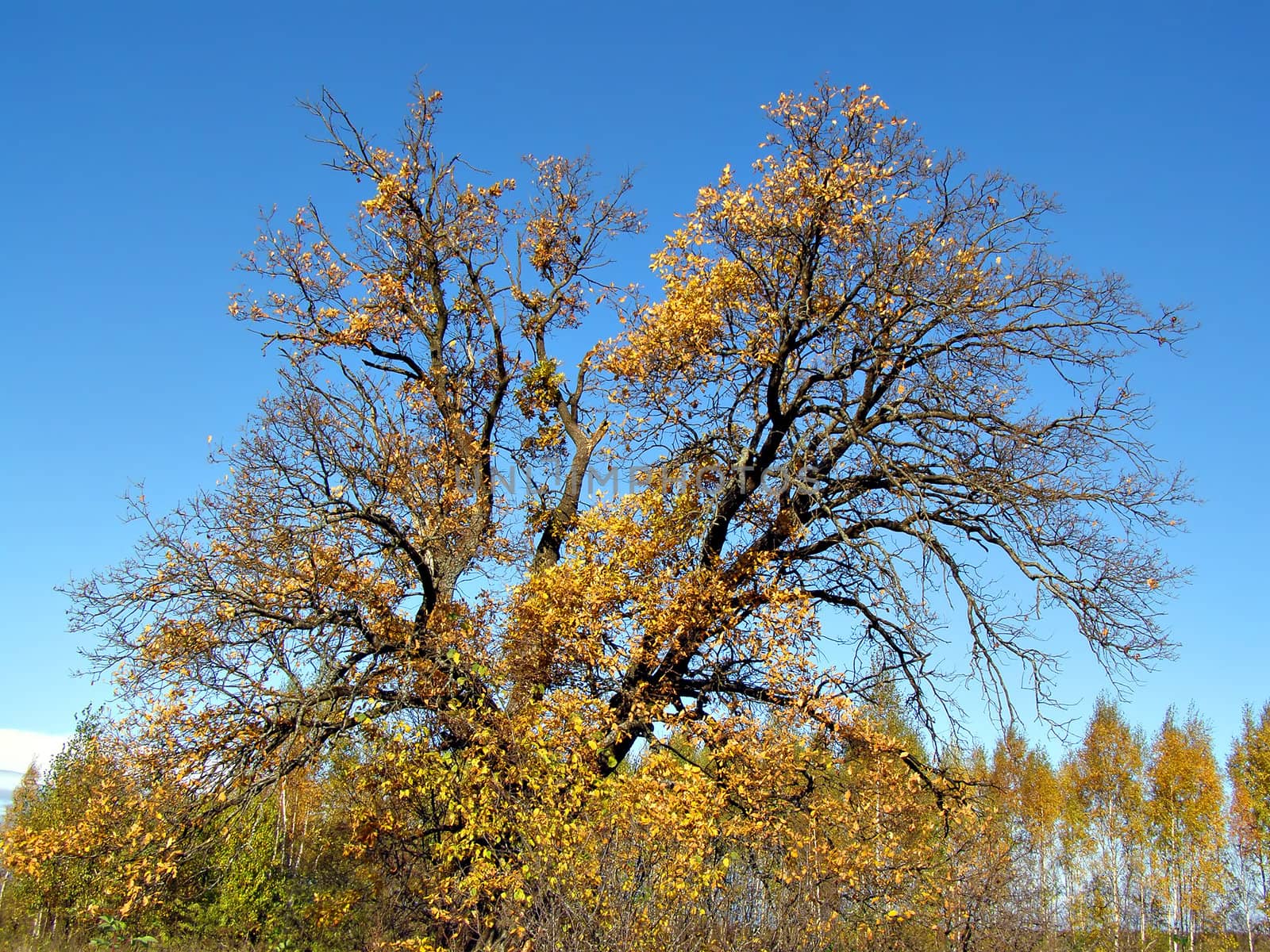 old oak amongst wood