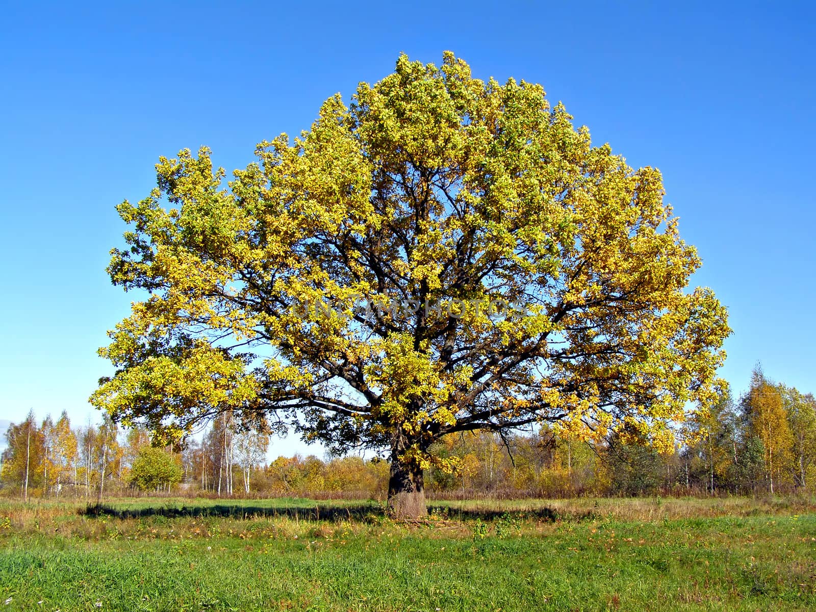 oak on field