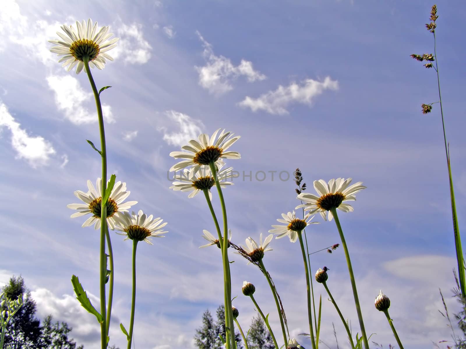 flowerses of the daisywheel on background cloudy sky