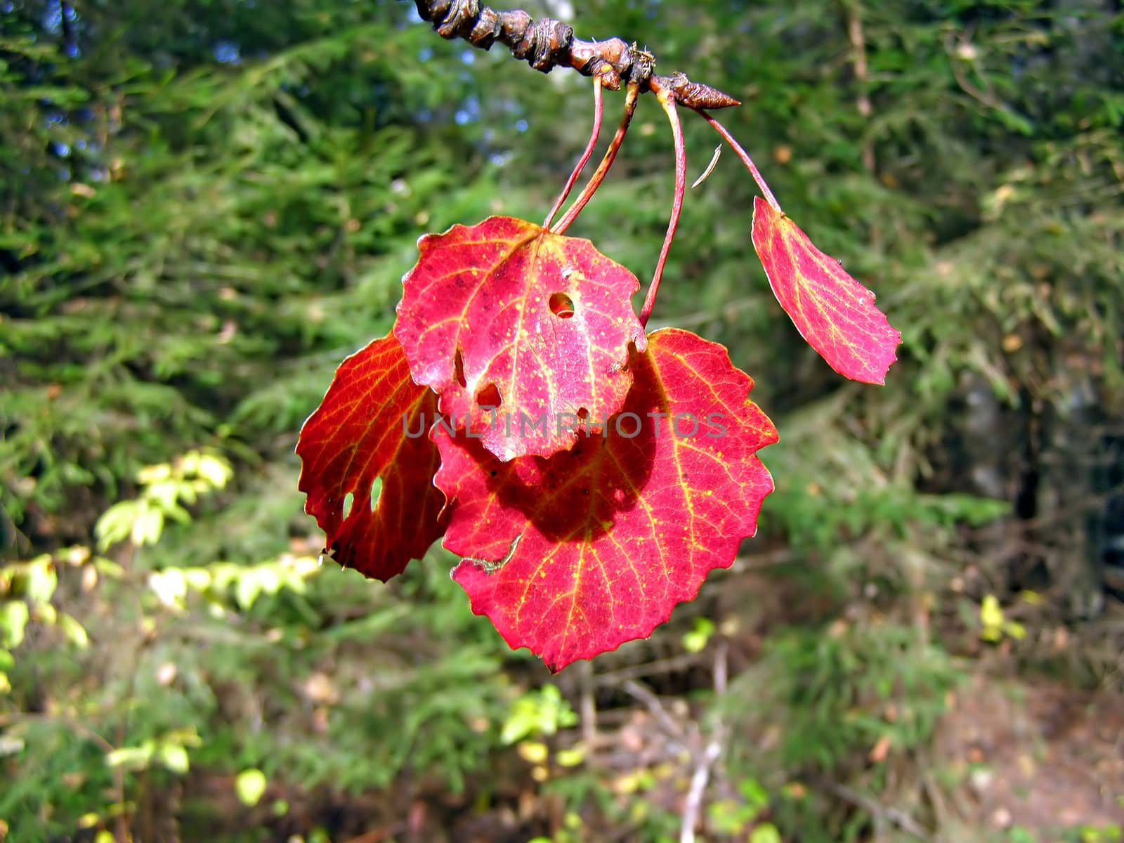 red sheet of the aspen on background green wood