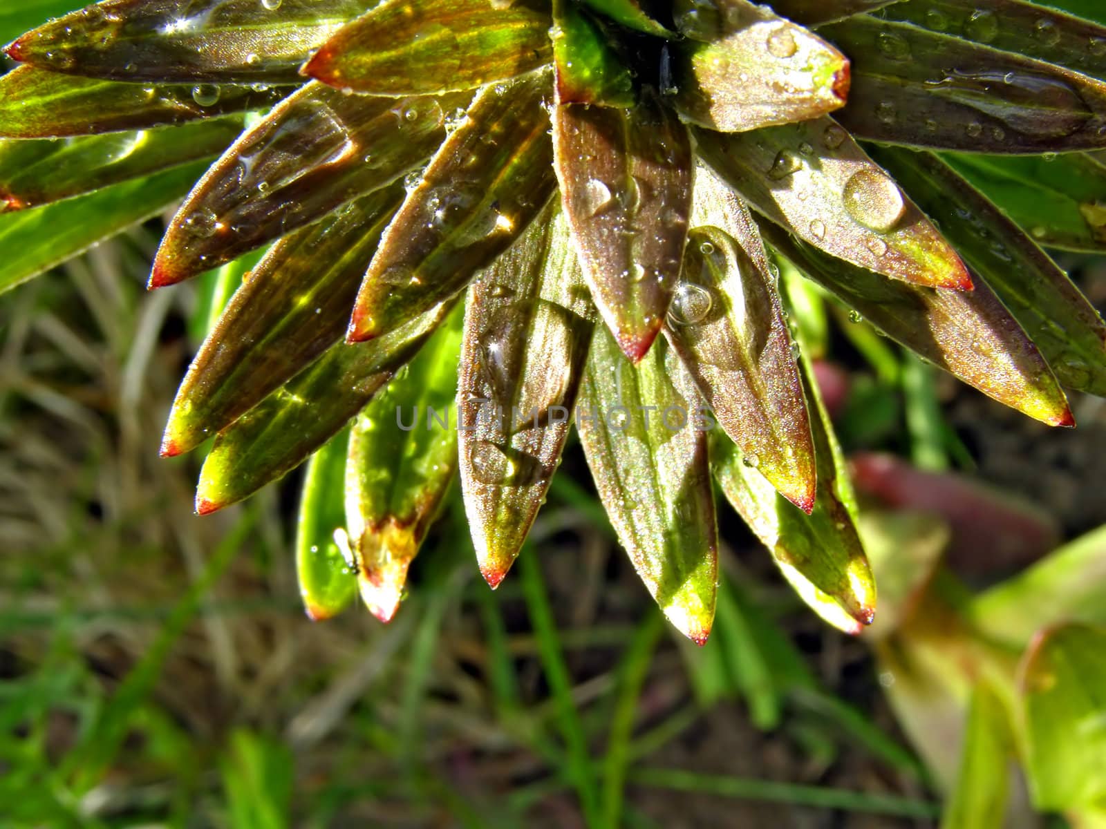 dripped rain on sheet of the lilies