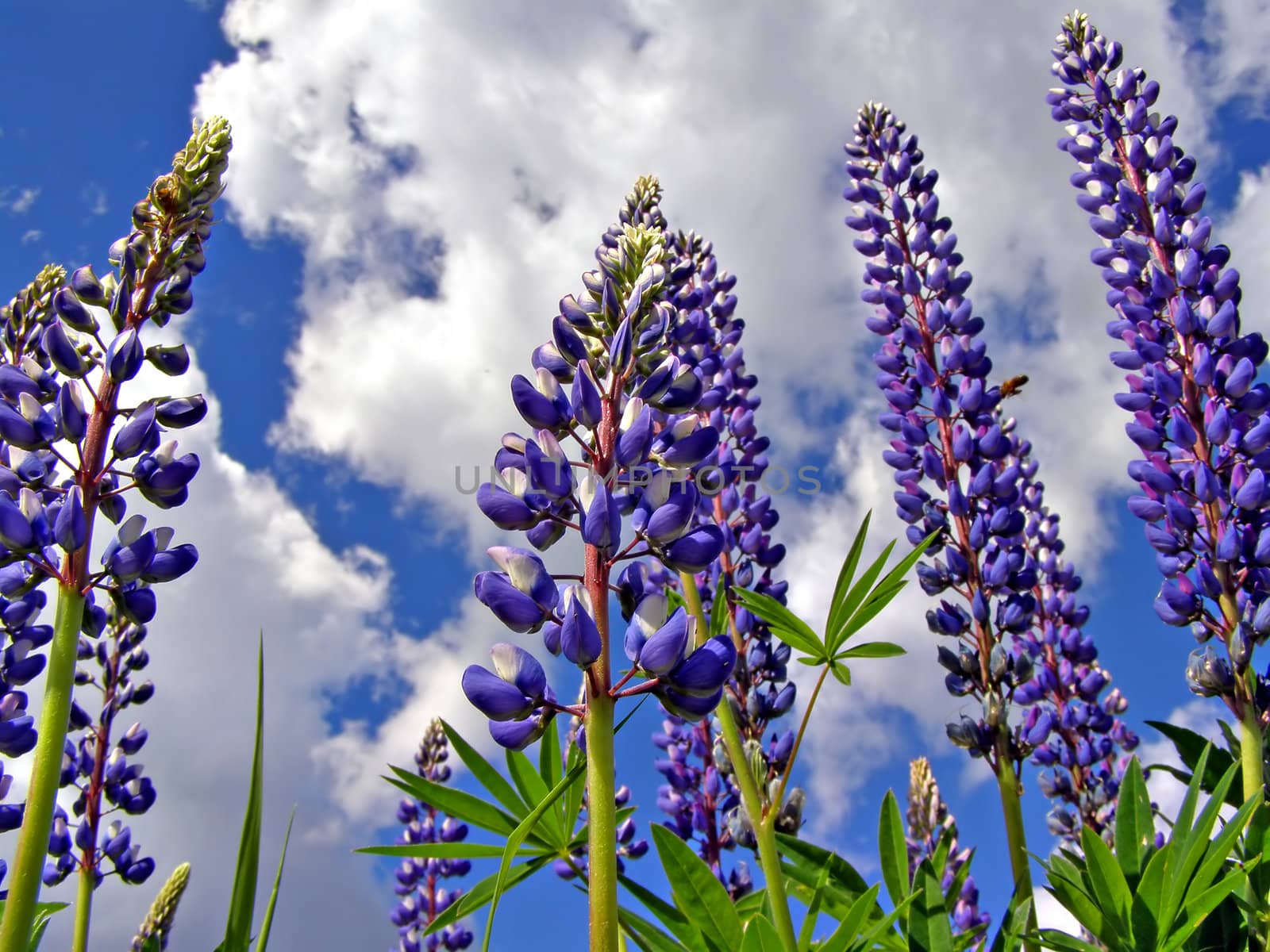 lupines on background cloudy sky