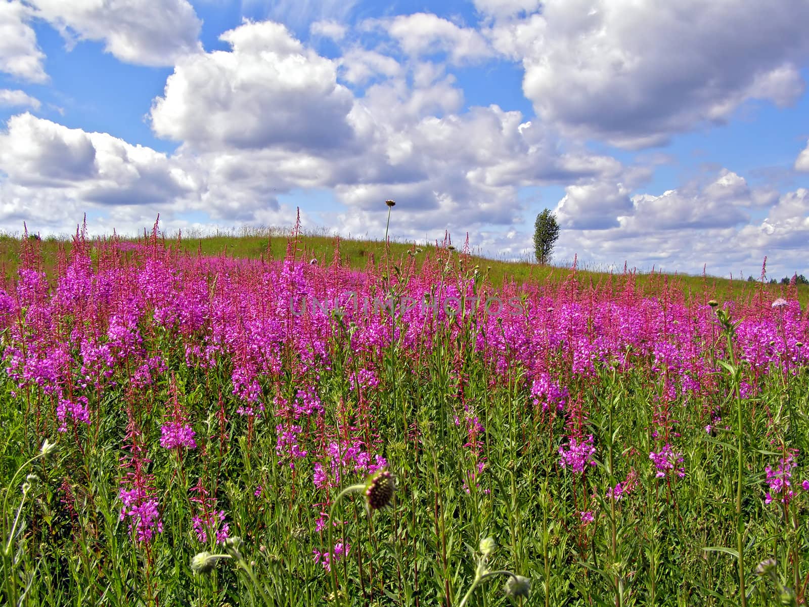 lilac flowerses on field