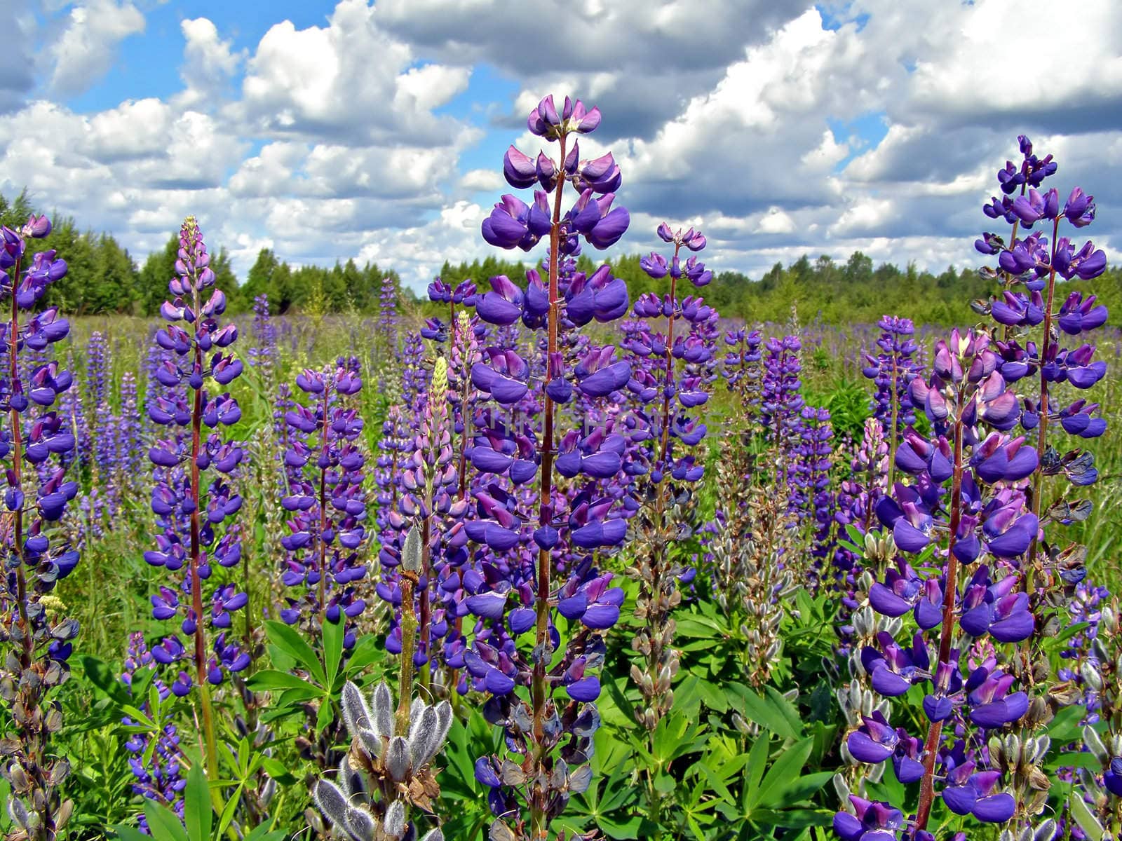 lupines on field