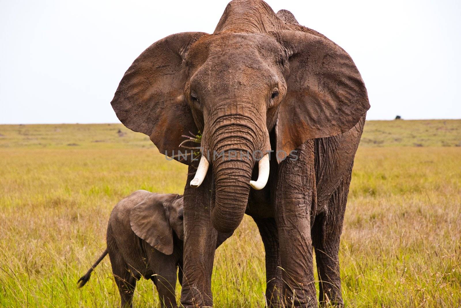 An African elephant protecting its child in Africa
