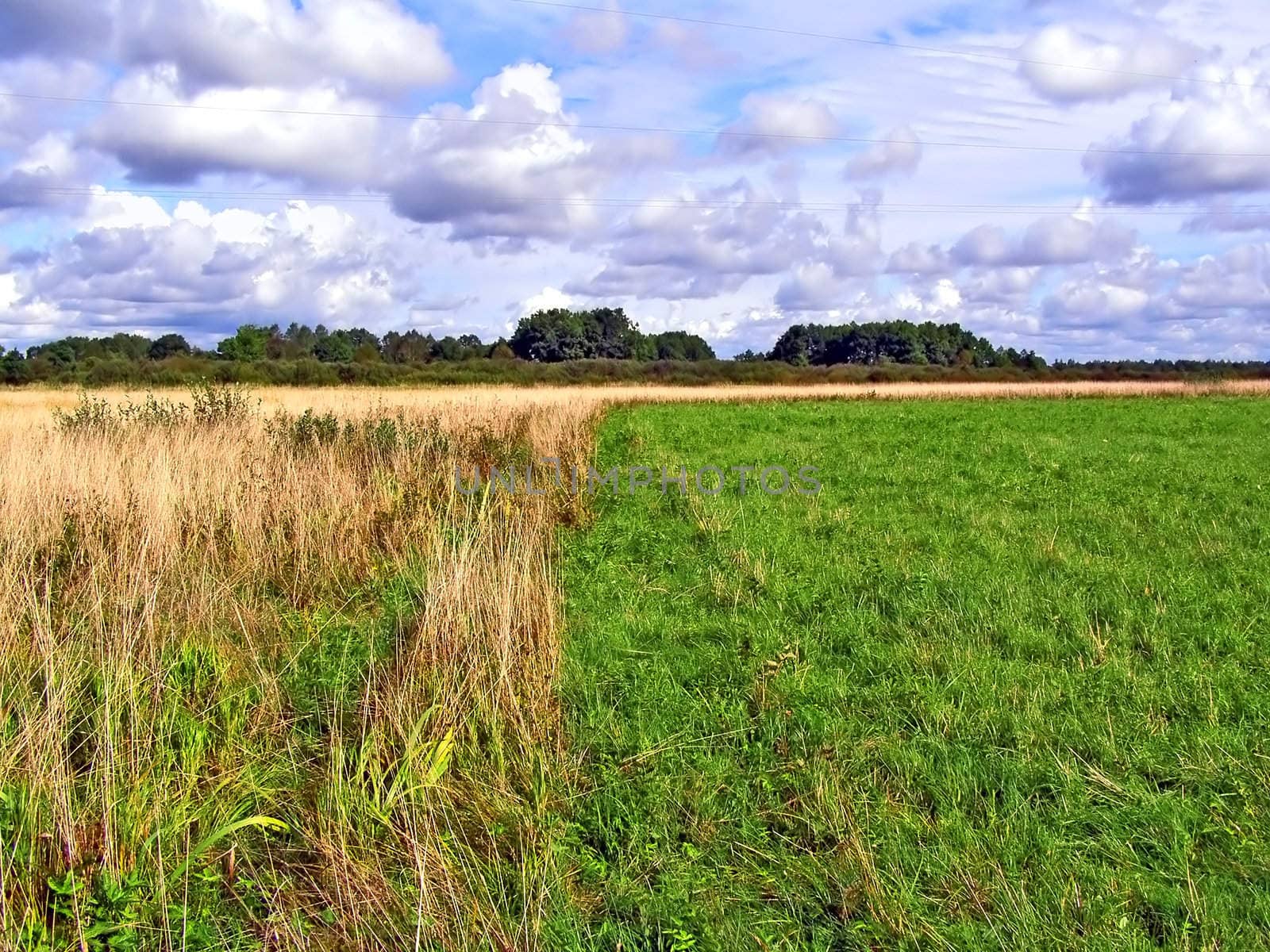 yellow herb on green field