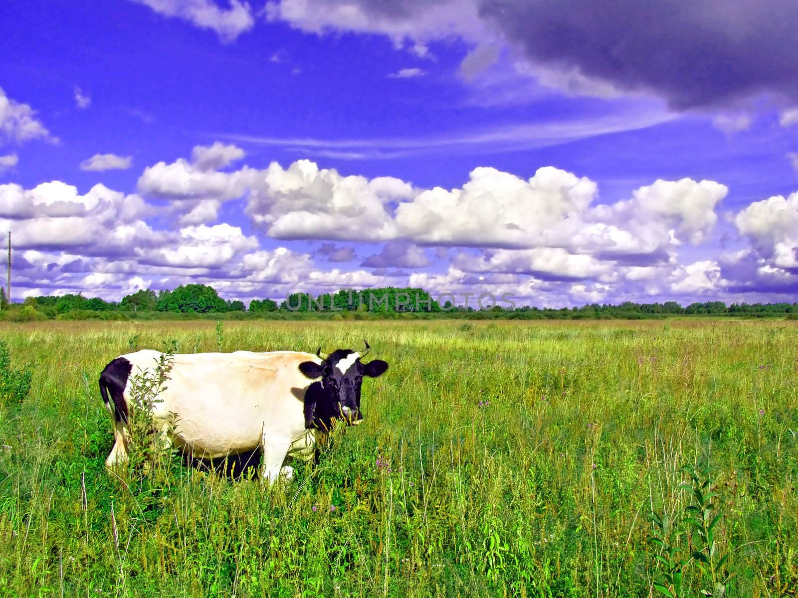 cow on green meadow
