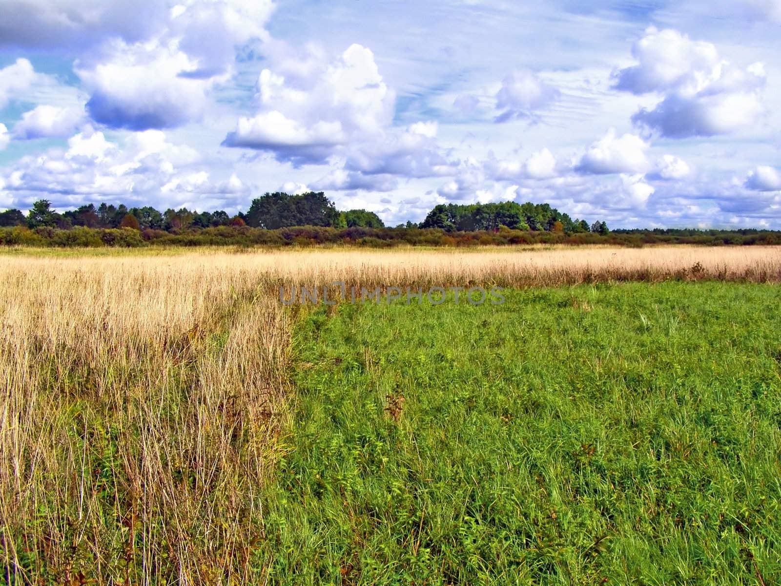 yellow herb on green field