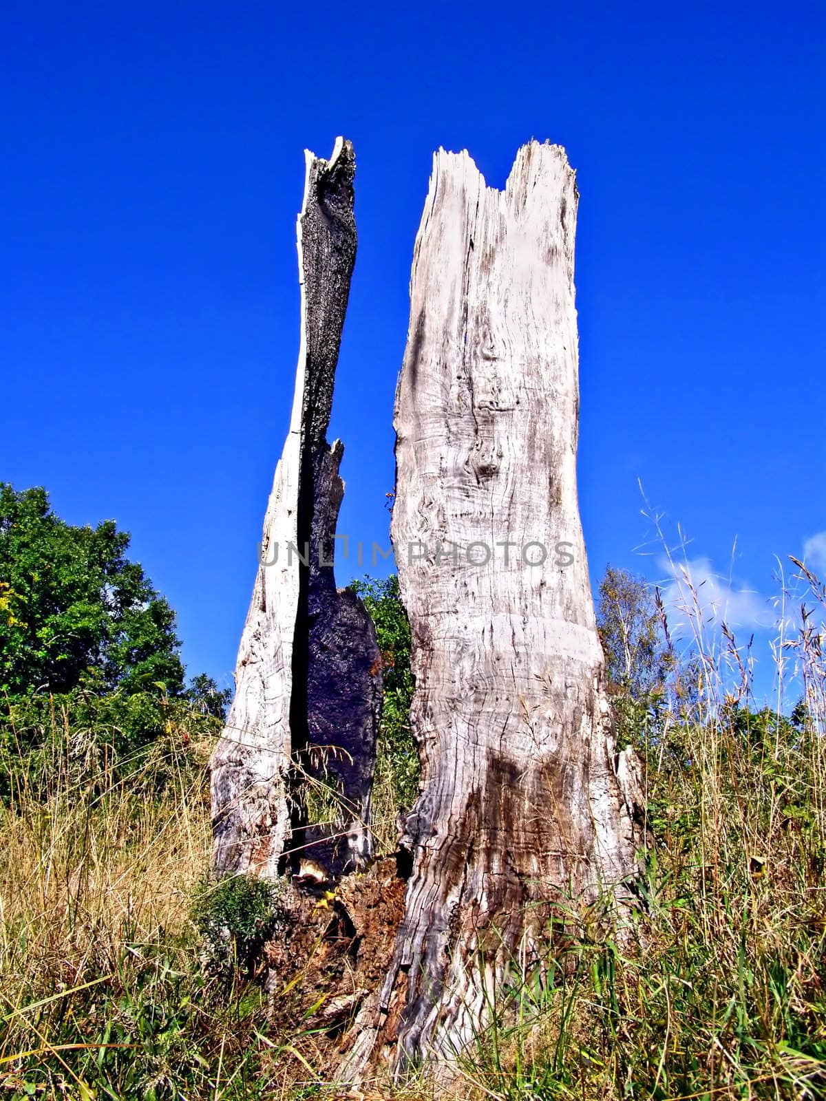 stump from burnted oak