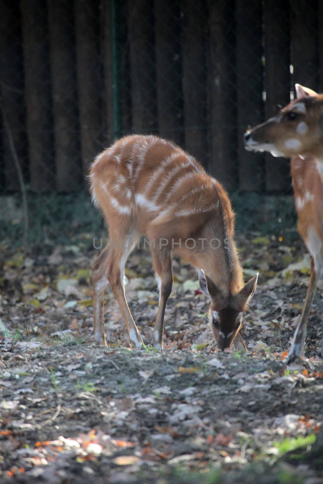 Sitatunga, Tragelaphus spekii