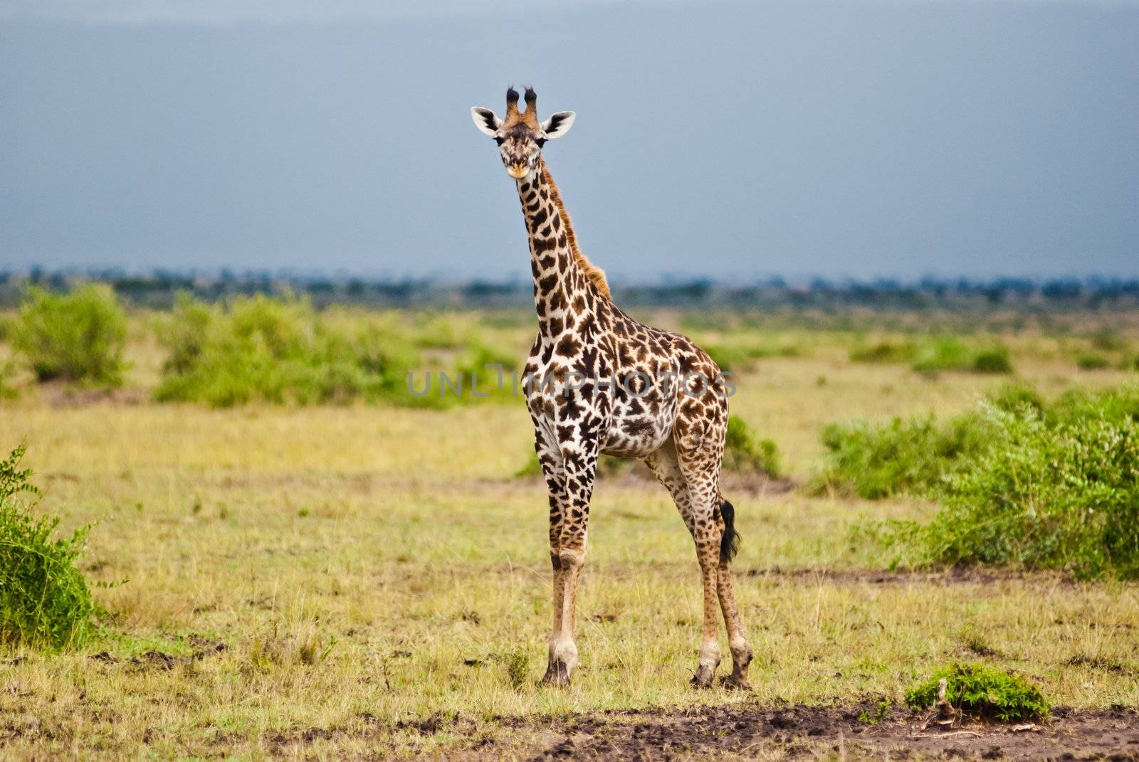 Sexy giraffe posing
 by sasilsolutions