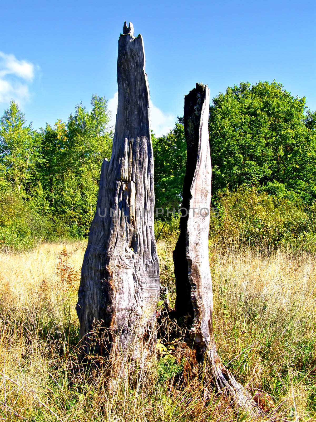 stump from burnted oak