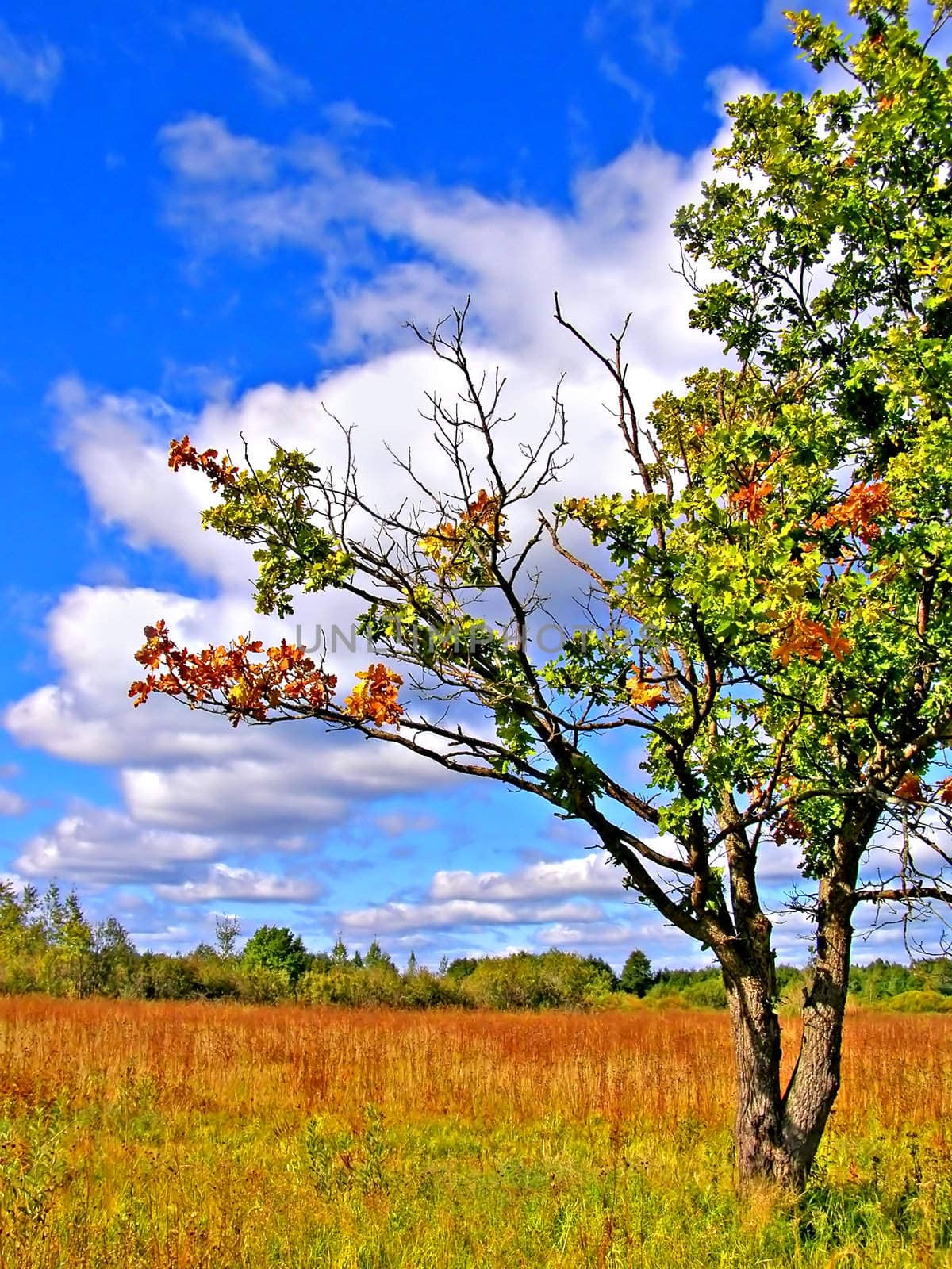 oak