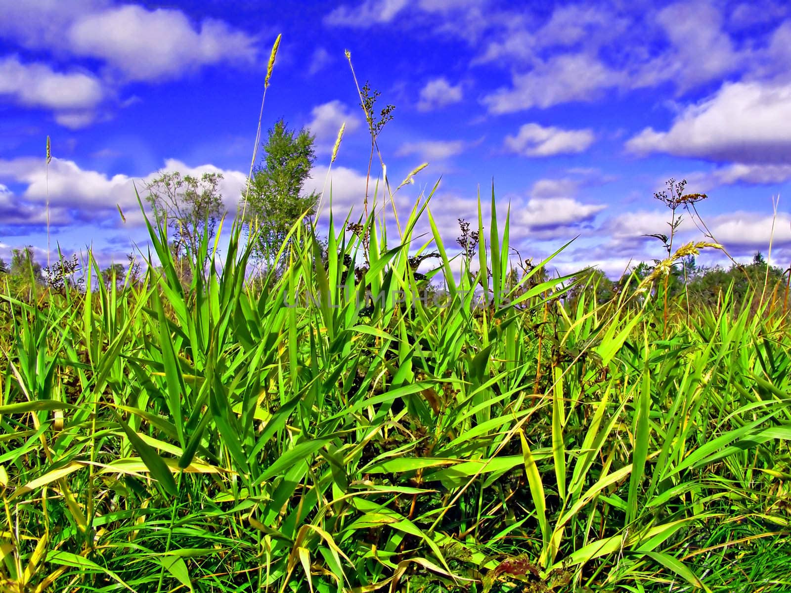 green sedge in marsh