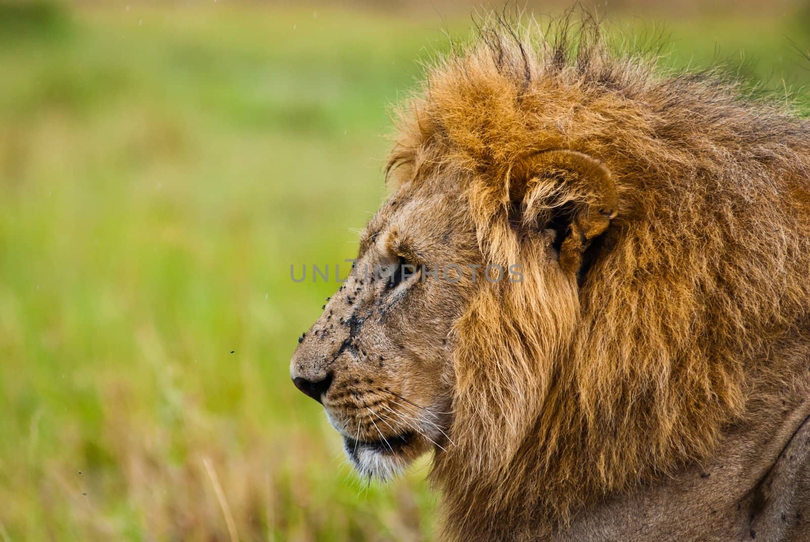 Male lion looking sideway
 by sasilsolutions