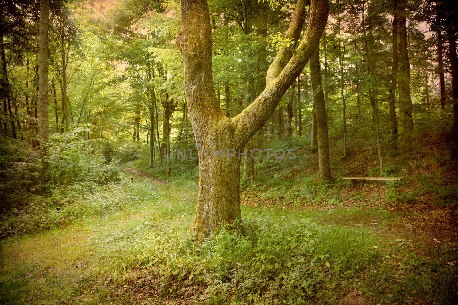 Artistic work of my own in retro style - Postcard from Denmark. - Lonely tree in the forest.