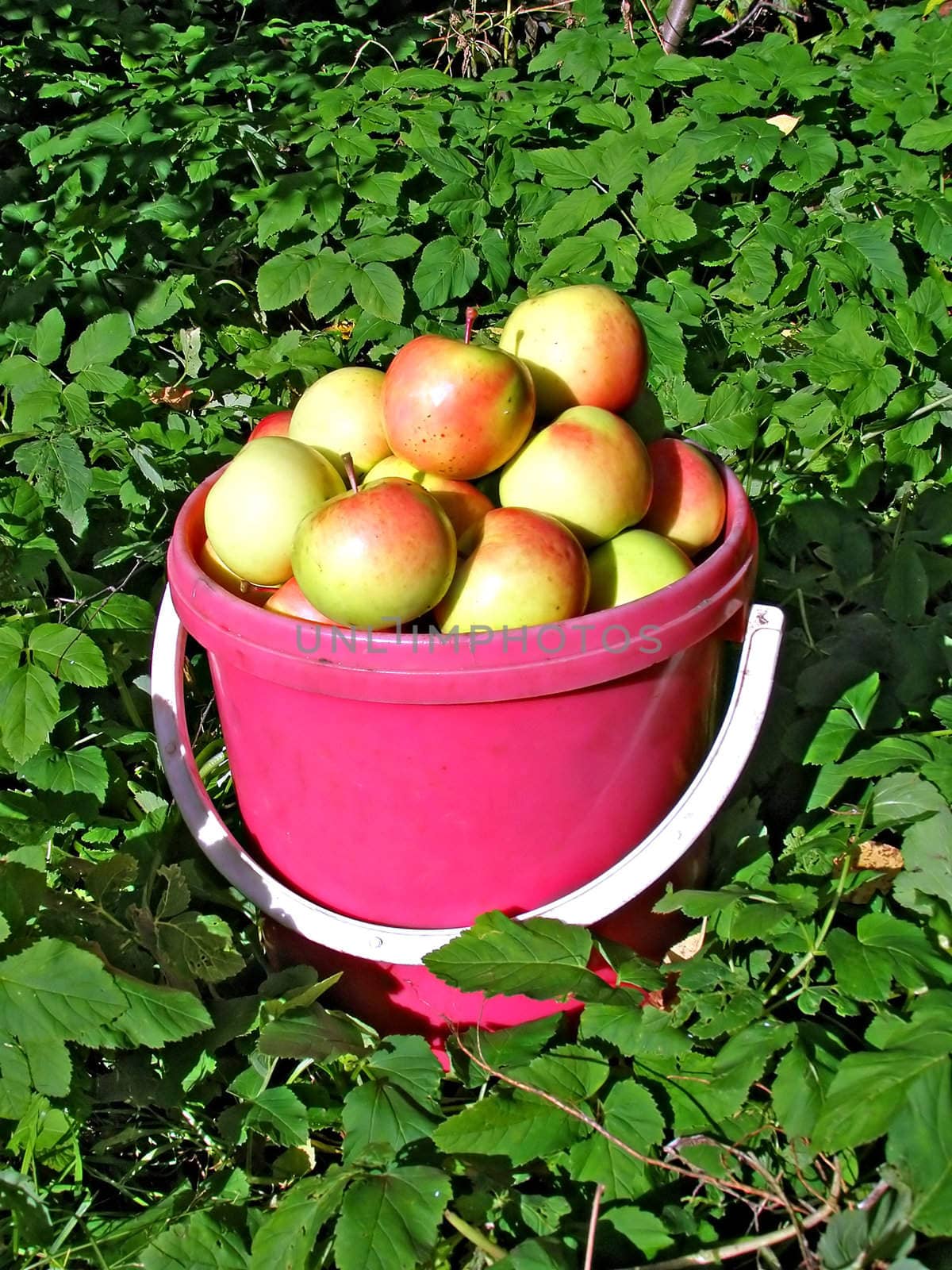 apple in red pail