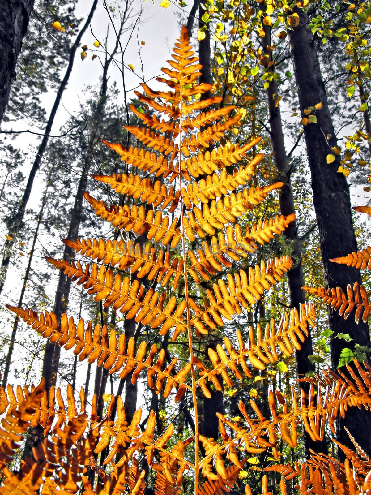 red sheet of the fern