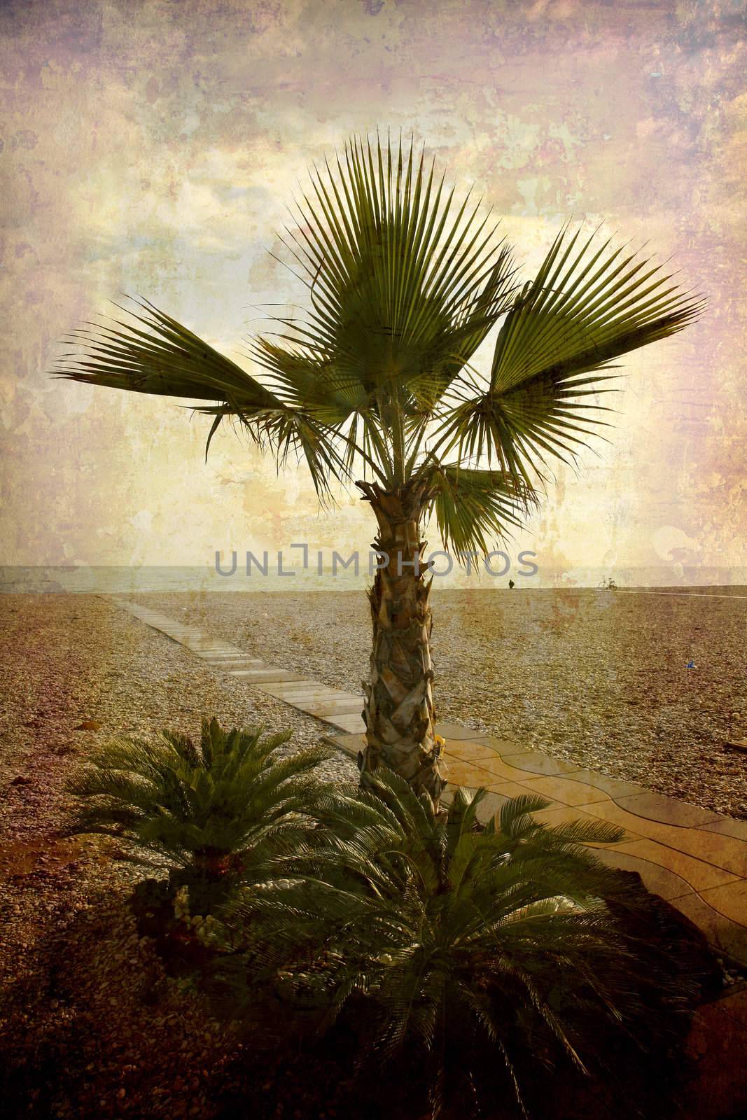 Palm tree by the sea by ABCDK