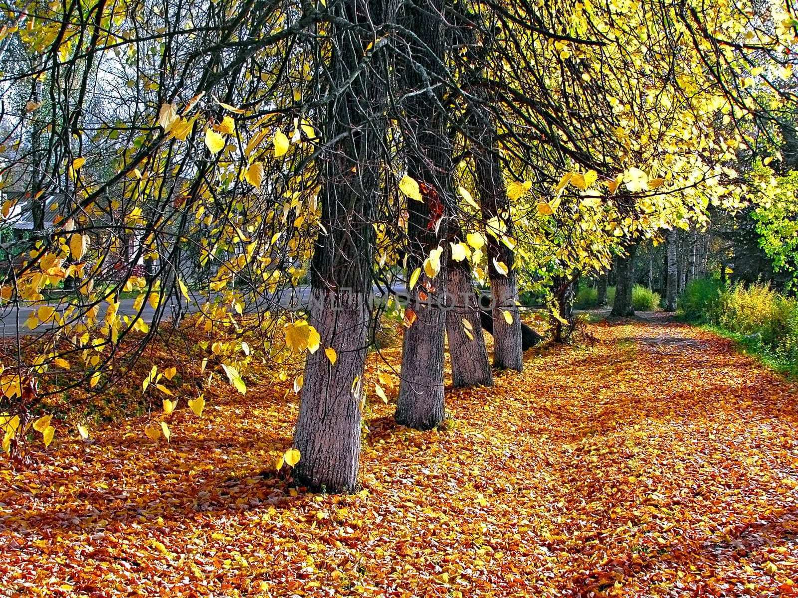 autumn park
