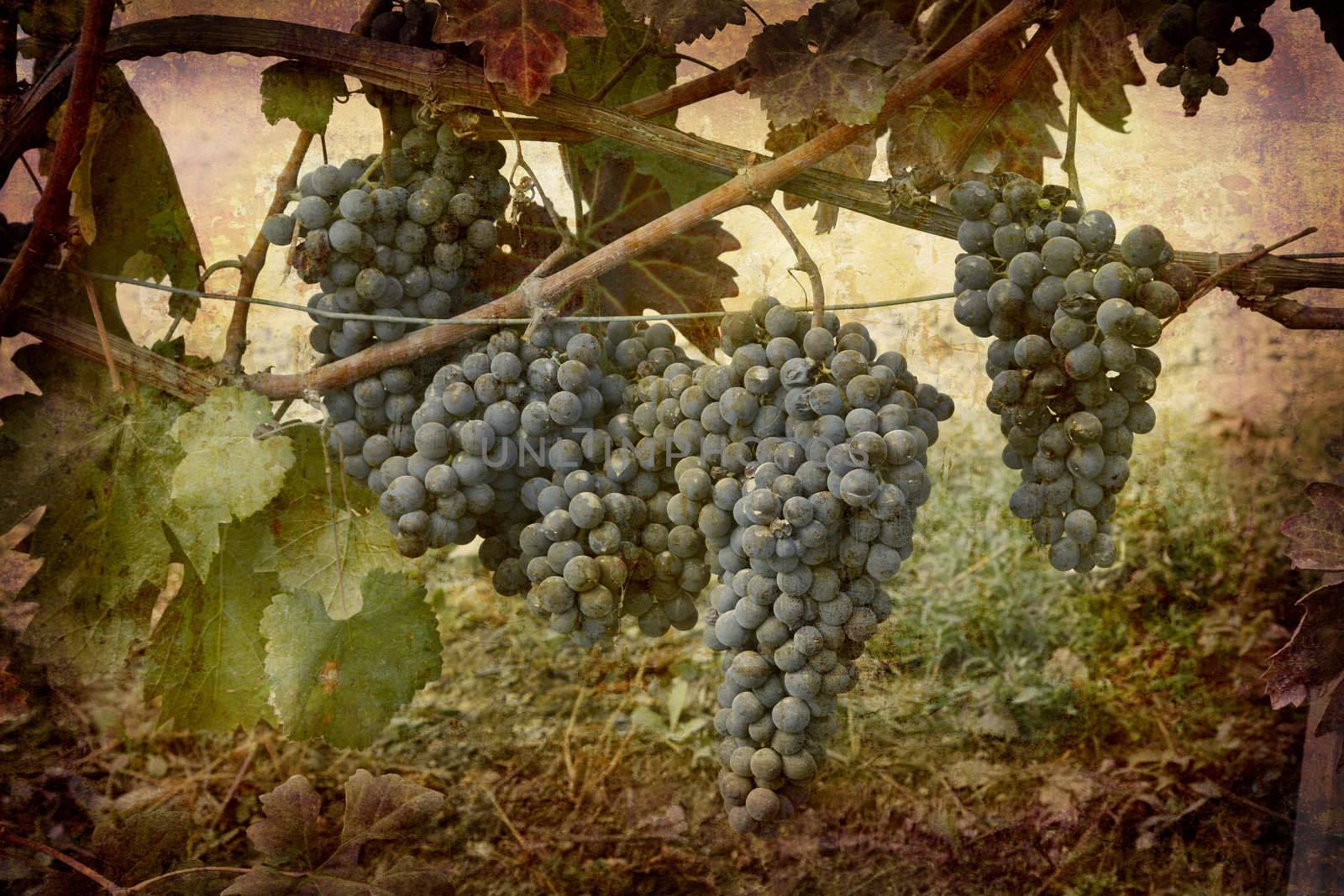 Artistic work of my own in retro style - Postcard from Italy. - Ripe Nebbiolo grapes - Piedmont.