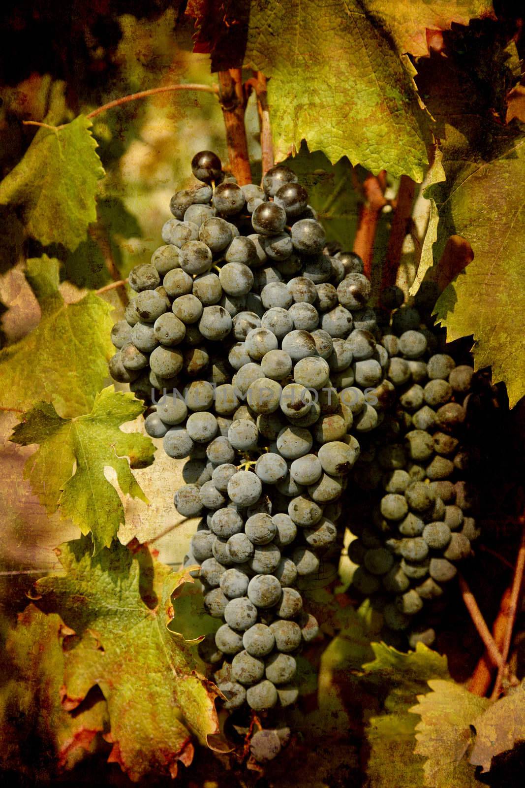 Blu ripe Nebbiolo grapes by ABCDK