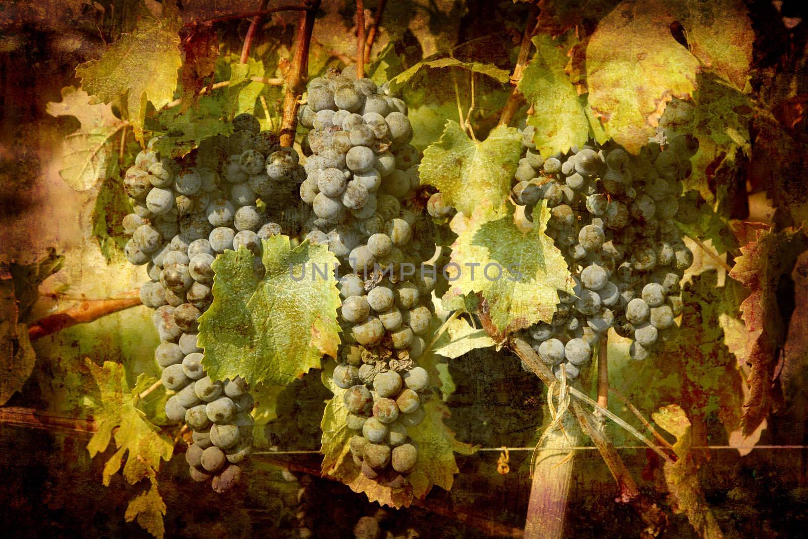 Artistic work of my own in retro style - Postcard from Italy. - Ripe Nebbiolo grapes used for Barolo wine