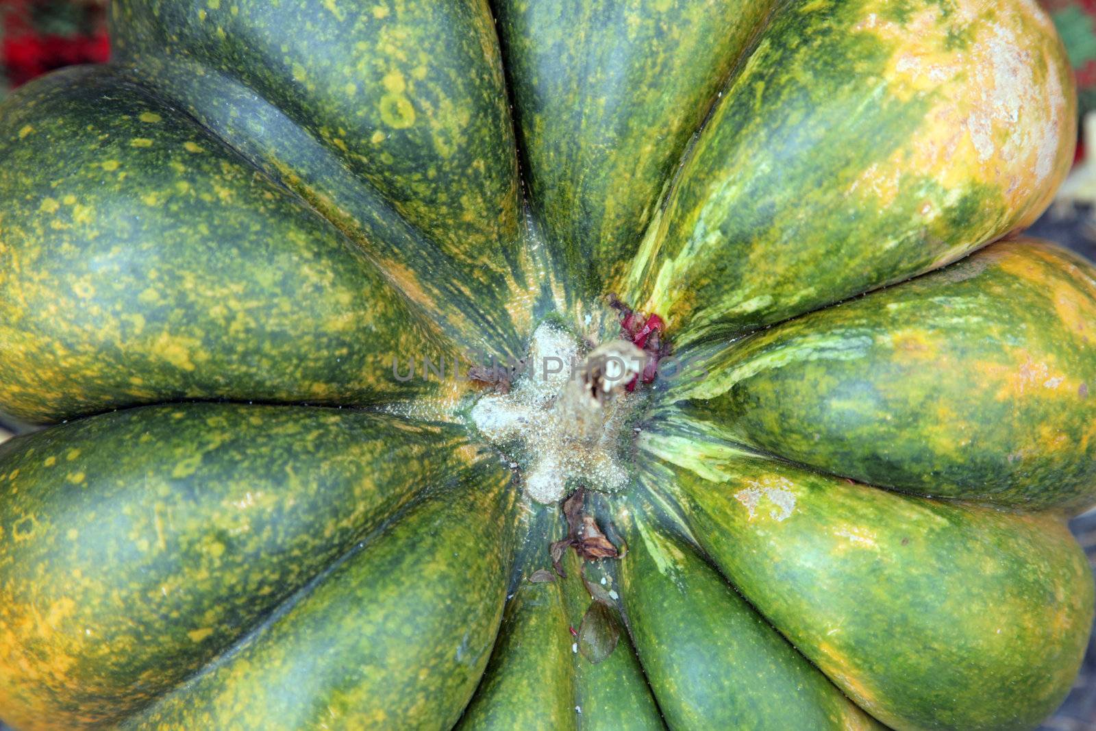 Close Up of Green Pumpkin Top Stem