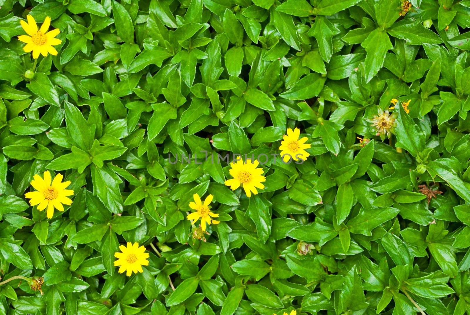 Yellow garden flower on grass, taken from top view
