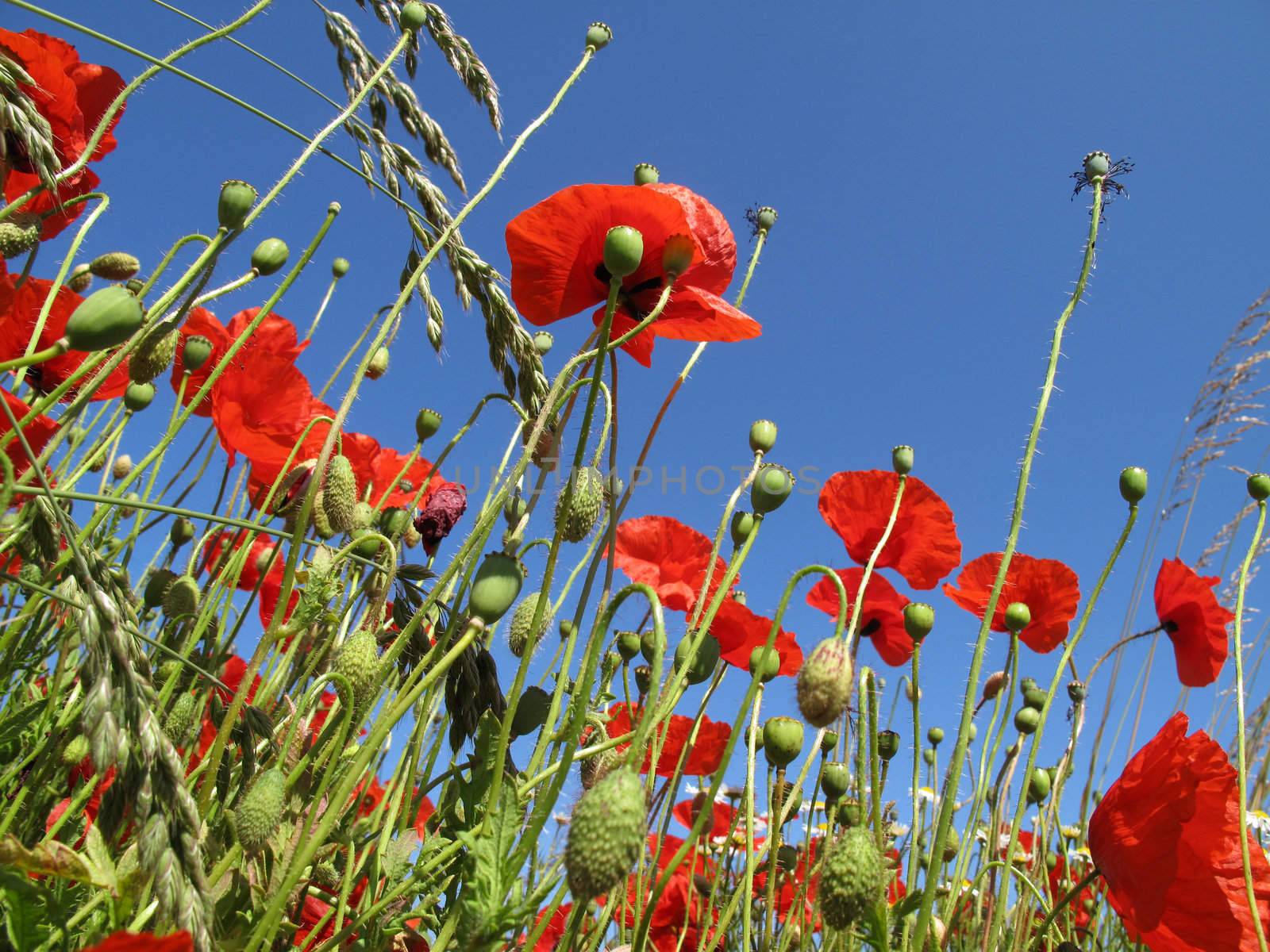  Poppies in a summer field.