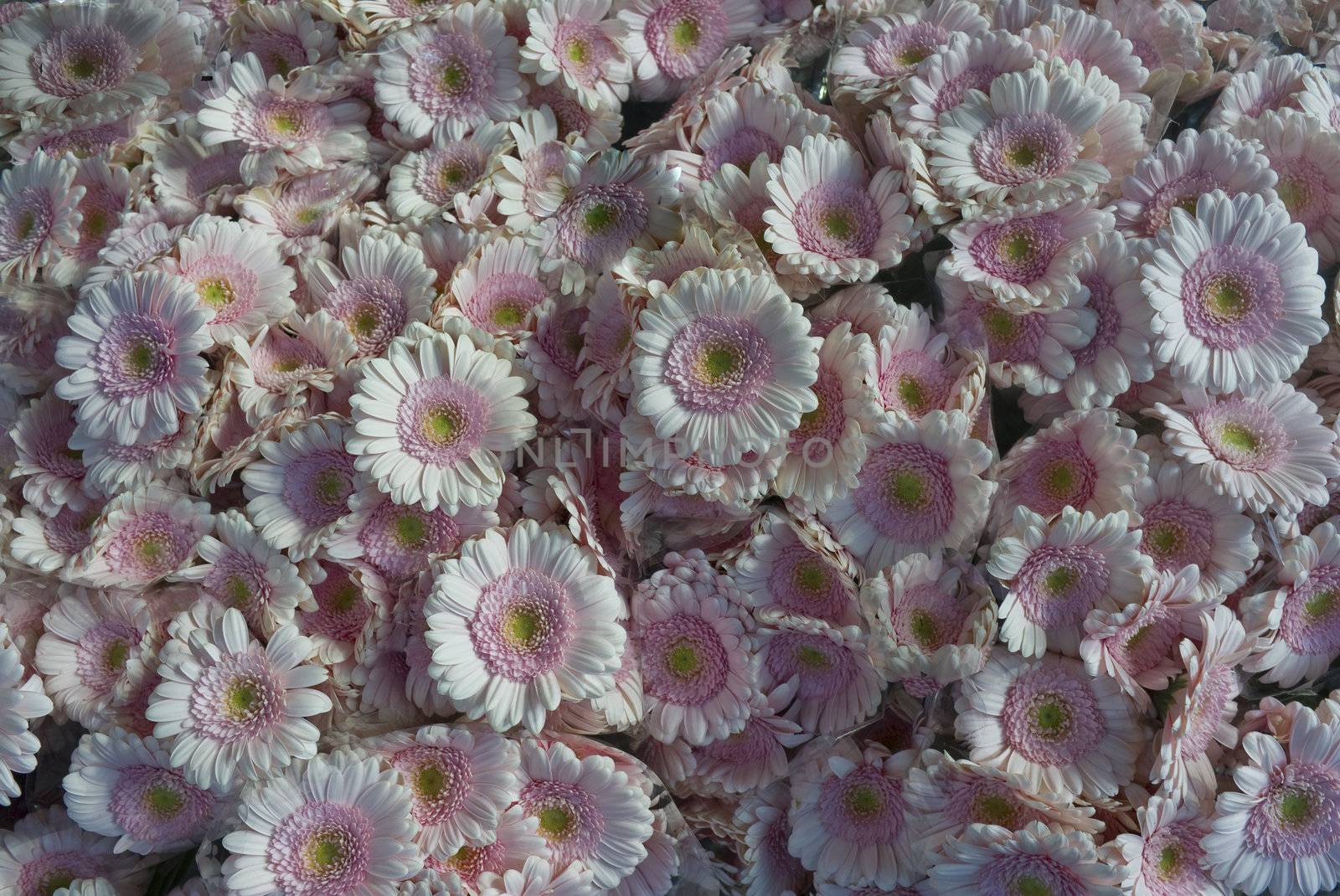 Pink and white Gerber background seen outside a floweshop in Copenhagen, Denmark