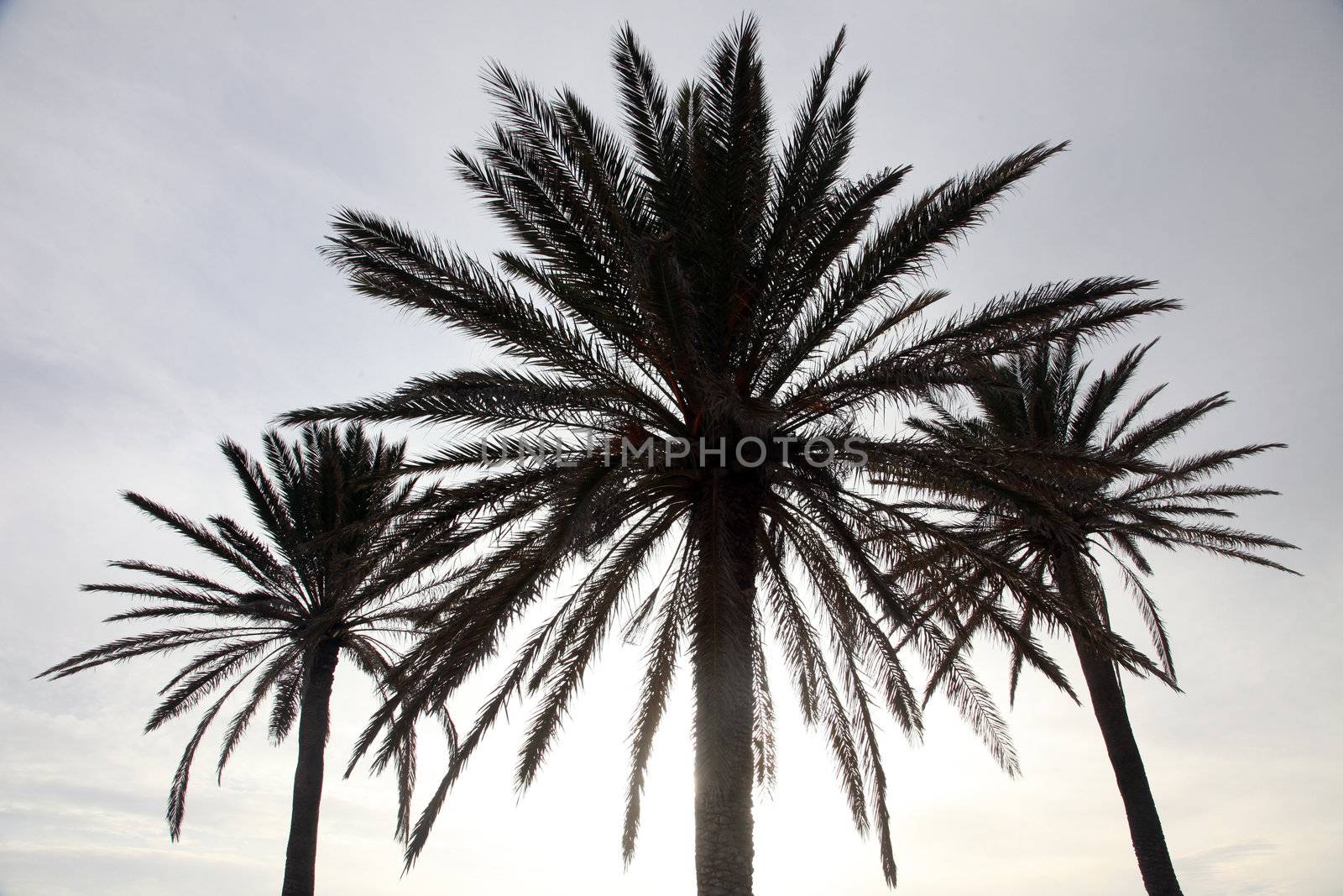 Date palms